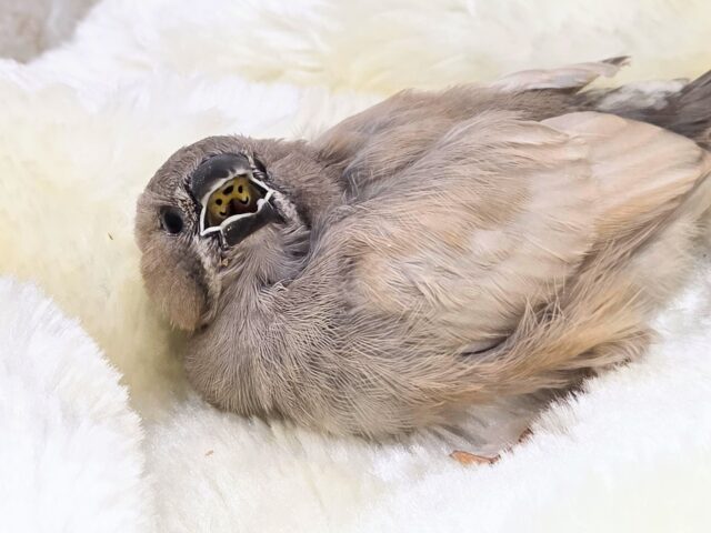 最新画像になります☆可愛いがカタマリ♬♪〜ぷっくぷくジャンボキンカチョウ~~ ジャンボキンカチョウ
