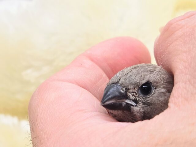 最新画像になります☆可愛いがカタマリ♬♪〜ぷっくぷくジャンボキンカチョウ~~ ジャンボキンカチョウ