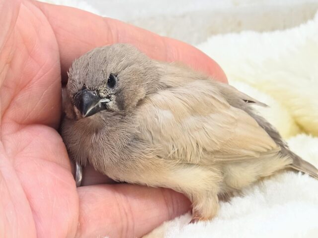 最新画像になります☆可愛いがカタマリ♬♪〜ぷっくぷくジャンボキンカチョウ~~ ジャンボキンカチョウ