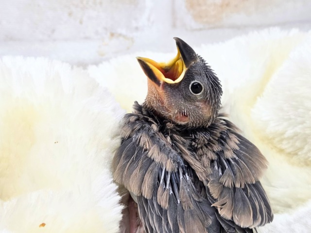 ぶんちょうライフ、いいですよ~~♨ 桜文鳥~~ 桜文鳥
