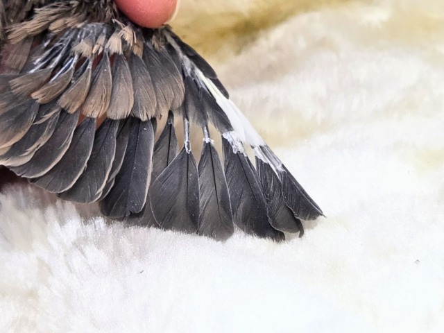 ぶんちょうライフ、いいですよ~~♨ 桜文鳥~~ 桜文鳥