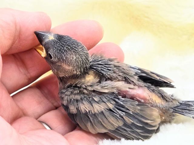 桜文鳥