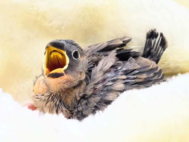 ぶんちょうライフ、いいですよ~~♨ 桜文鳥~~ 桜文鳥