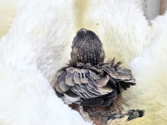 ぶんちょうライフ、いいですよ~~♨ 桜文鳥~~ 桜文鳥