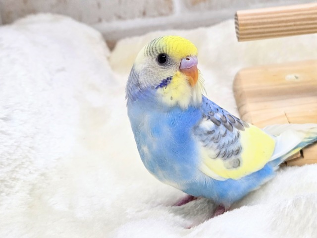 最新画像になります☆気づいたら、お迎えしてるんじゃない??♬ セキセイインコ パステルレインボーパイド~~ セキセイインコ