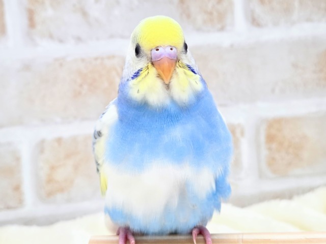 最新画像になります☆気づいたら、お迎えしてるんじゃない??♬ セキセイインコ パステルレインボーパイド~~ セキセイインコ