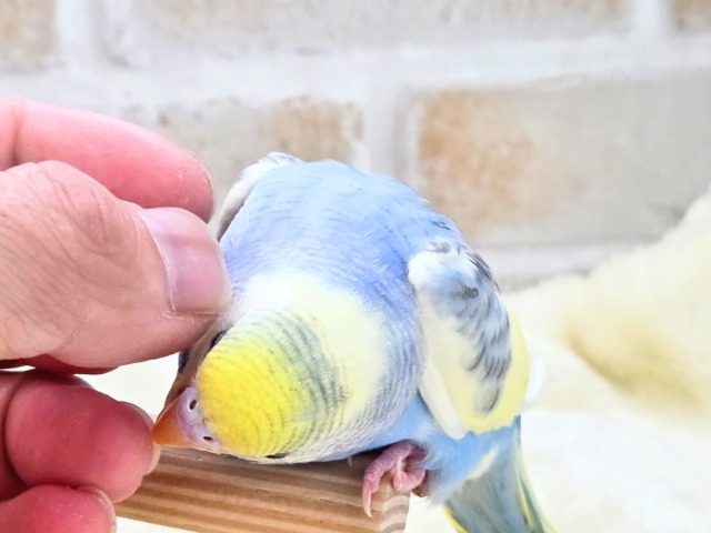 最新画像になります☆気づいたら、お迎えしてるんじゃない??♬ セキセイインコ パステルレインボーパイド~~ セキセイインコ
