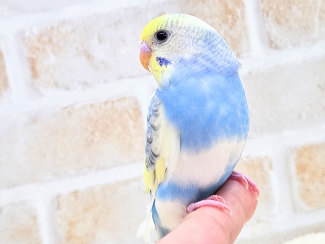 最新画像になります☆気づいたら、お迎えしてるんじゃない??♬ セキセイインコ パステルレインボーパイド~~ セキセイインコ