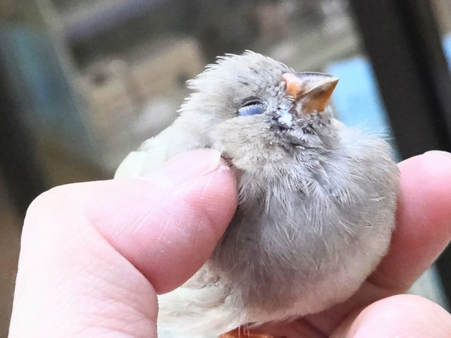最新画像になります☆可愛いがカタマリ♬♪〜ぷっくぷくジャンボキンカチョウ~~ ジャンボキンカチョウ