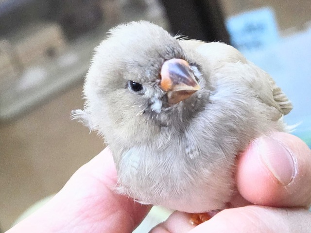 最新画像になります☆可愛いがカタマリ♬♪〜ぷっくぷくジャンボキンカチョウ~~ ジャンボキンカチョウ