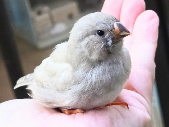 最新画像になります☆可愛いがカタマリ♬♪〜ぷっくぷくジャンボキンカチョウ~~ ジャンボキンカチョウ