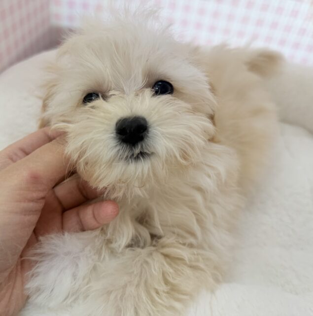 マルプー
