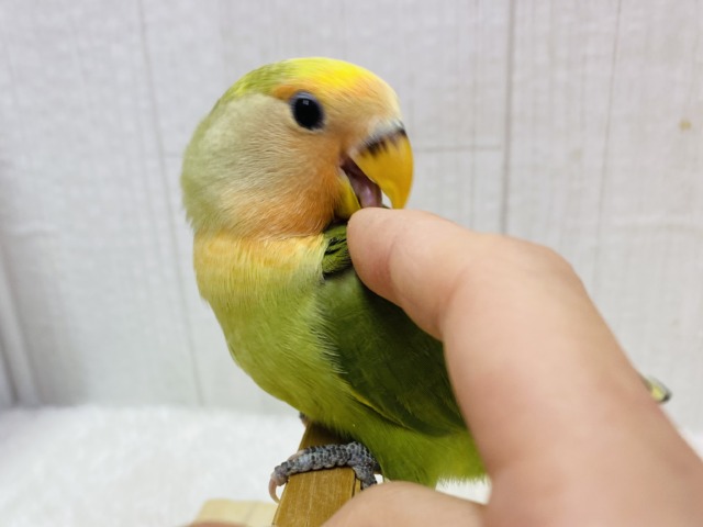 最新画像有ります‼️淡め黄色のモコモコ綿毛ちゃん꒰⑅ᵕ༚ᵕ꒱˖♡コザクラインコヒナさんタイガーチェリー コザクラインコ(小桜インコ)