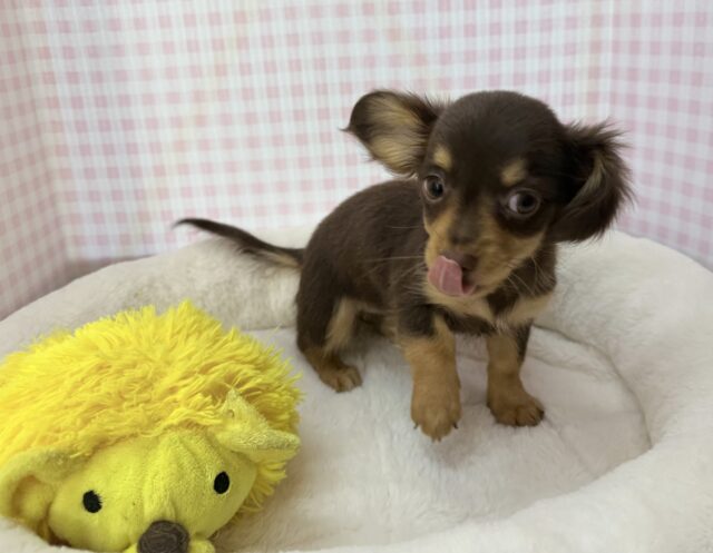 チワックス