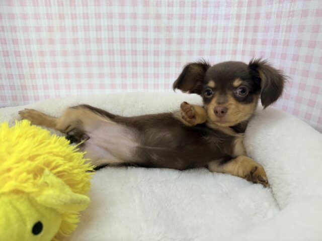 チワックス