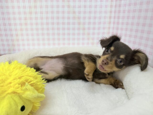 チワックス