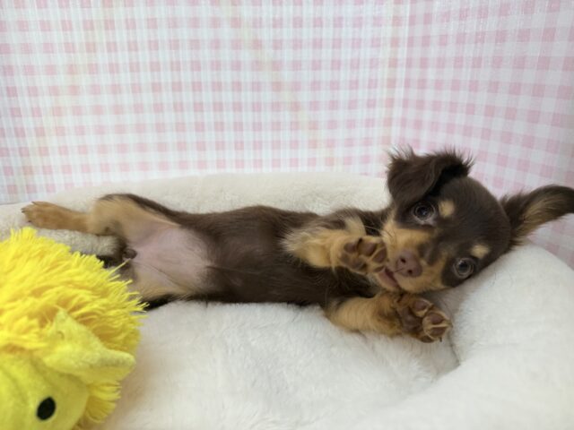 チワックス