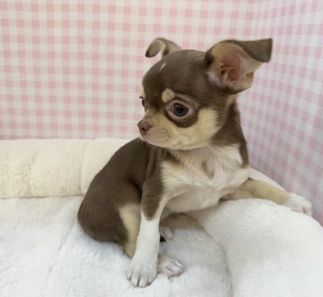 チワワ