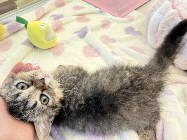 ラムキン