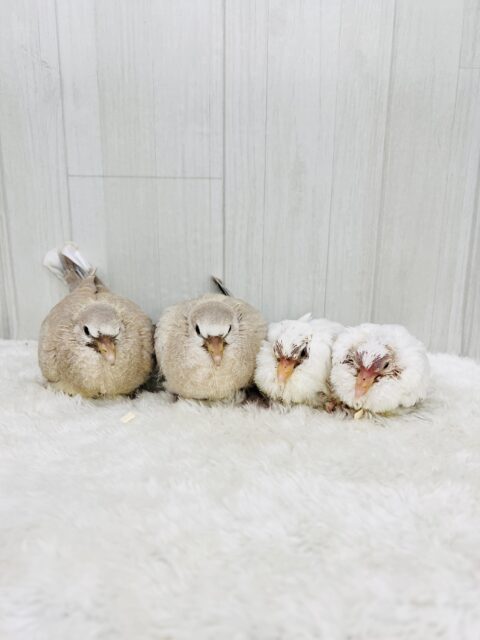 やば慣れ❤️ふわふわわたあめ☁️🕊️ギンバトのちびっこ雛が入舎しました☆ ギンバト