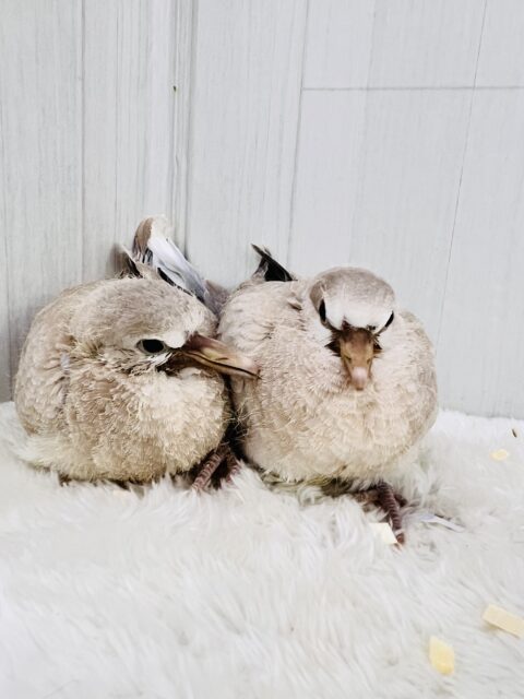 画像更新☆まだワキワキ♡ジュズカケバト☆ ジュズカケバト