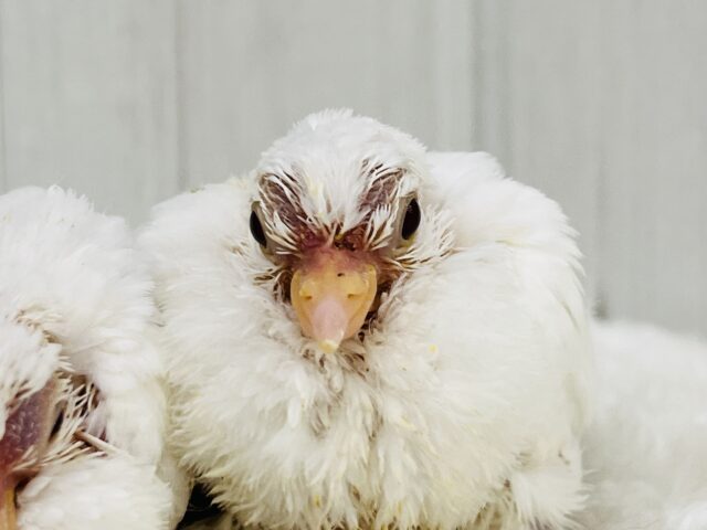 やば慣れ❤️ふわふわわたあめ☁️🕊️ギンバトのちびっこ雛が入舎しました☆ ギンバト