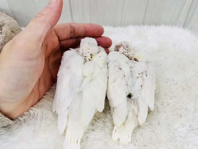 ギンバト