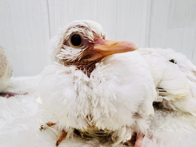 やば慣れ❤️ふわふわわたあめ☁️🕊️ギンバトのちびっこ雛が入舎しました☆ ギンバト