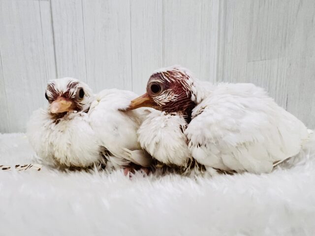 やば慣れ❤️ふわふわわたあめ☁️🕊️ギンバトのちびっこ雛が入舎しました☆ ギンバト