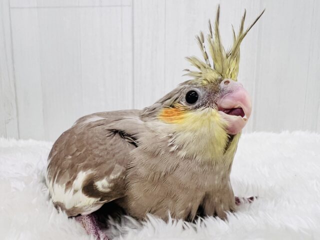 ぼってり♡電波受信中📡❣️オカメインコのシナモン🌟 オカメインコ