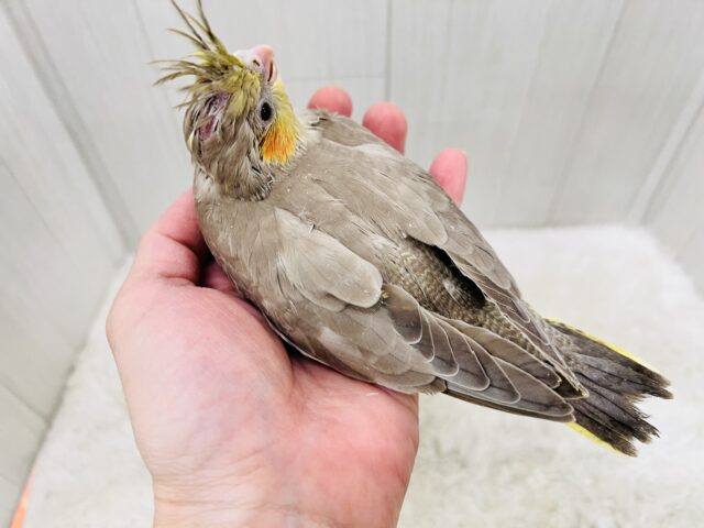 ぼってり♡電波受信中📡❣️オカメインコのシナモン🌟 オカメインコ