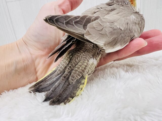ぼってり♡電波受信中📡❣️オカメインコのシナモン🌟 オカメインコ