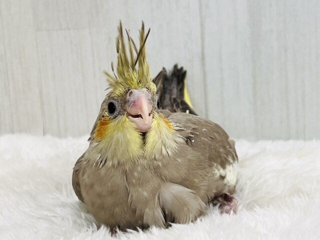ぼってり♡電波受信中📡❣️オカメインコのシナモン🌟 オカメインコ