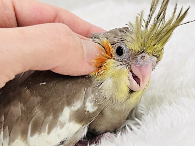 ぼってり♡電波受信中📡❣️オカメインコのシナモン🌟 オカメインコ