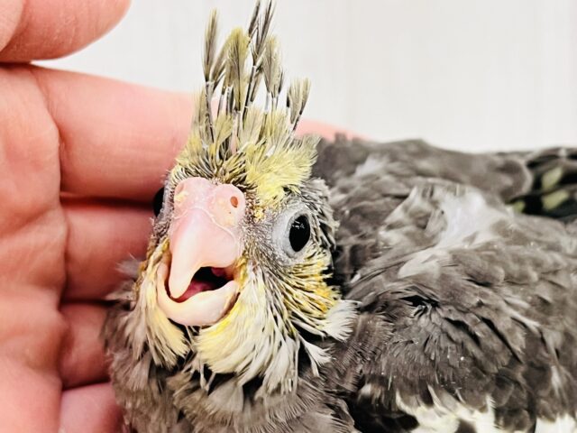 画像更新☆ピカっと黄色のほっぺ♡これから素敵に育つんだ!オカメインコのノーマルカラー🩶 オカメインコ