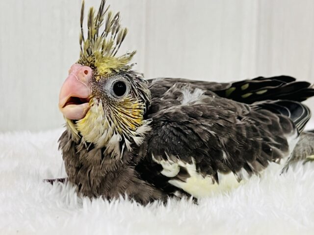 オカメインコ