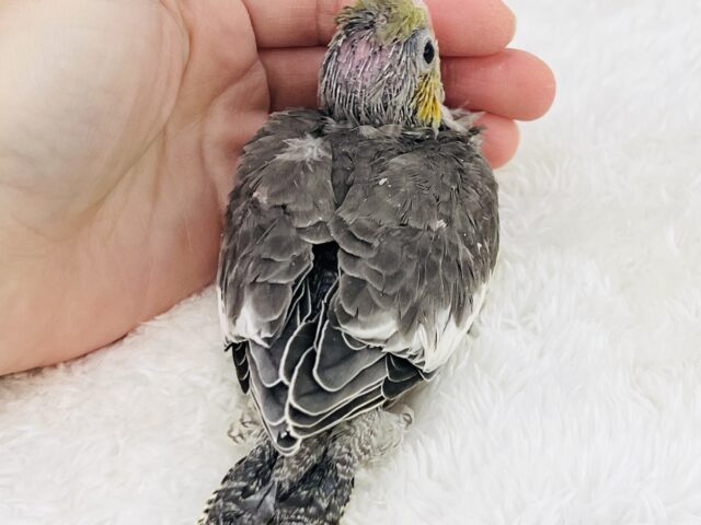 画像更新☆ピカっと黄色のほっぺ♡これから素敵に育つんだ!オカメインコのノーマルカラー🩶 オカメインコ