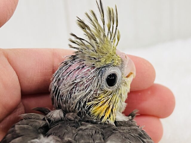 画像更新☆ピカっと黄色のほっぺ♡これから素敵に育つんだ!オカメインコのノーマルカラー🩶 オカメインコ