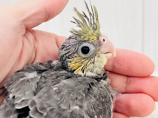 オカメインコ