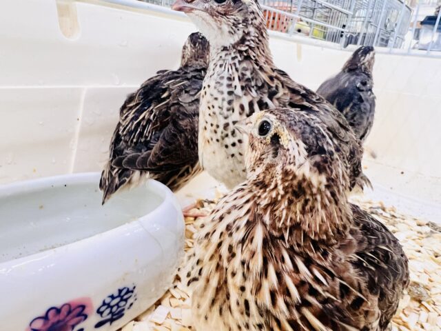 並ウズラ