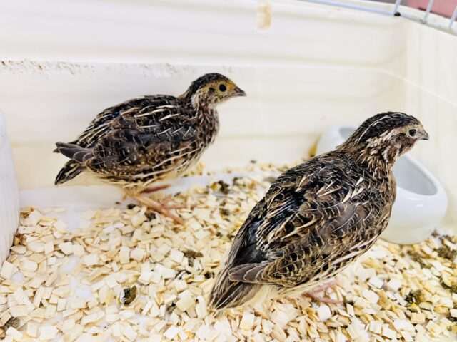 並ウズラ