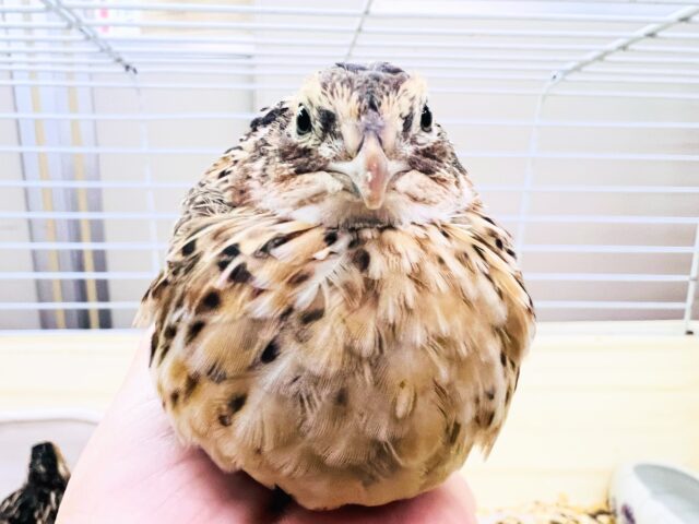 並ウズラ