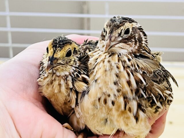 イケイケに雄叫び!並うずらの男子〜ズ💙 並ウズラ