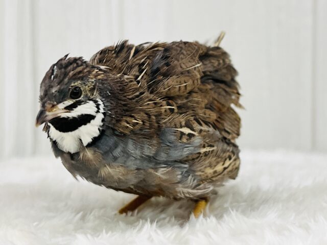 シャッキーン✨見て見て!カッコいいでしょ♡ヒメウズラの男の子★ ヒメウズラ