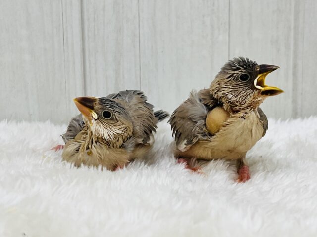 贅沢〜♡元気いっぱい!パステル文鳥の雛入舎しました! パステル文鳥