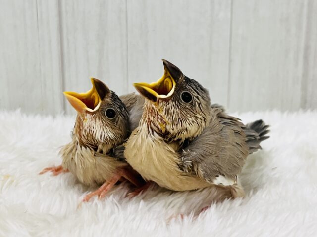 贅沢〜♡元気いっぱい!パステル文鳥の雛入舎しました! パステル文鳥