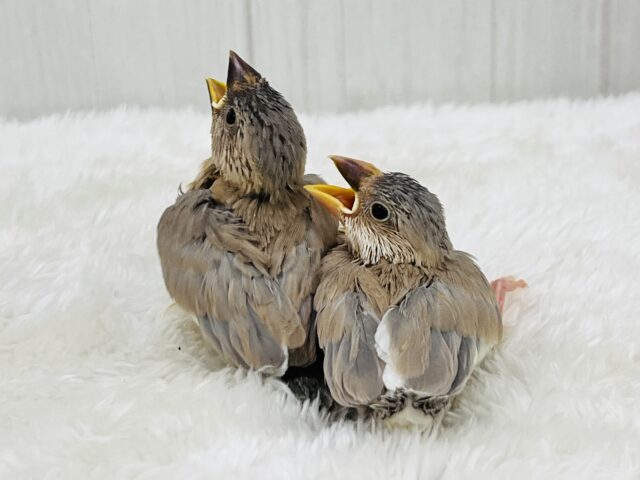贅沢〜♡元気いっぱい!パステル文鳥の雛入舎しました! パステル文鳥