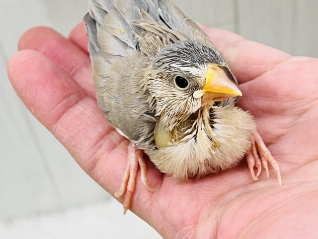 贅沢〜♡元気いっぱい!パステル文鳥の雛入舎しました! パステル文鳥