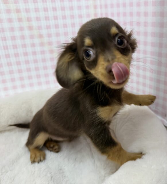 チワックス