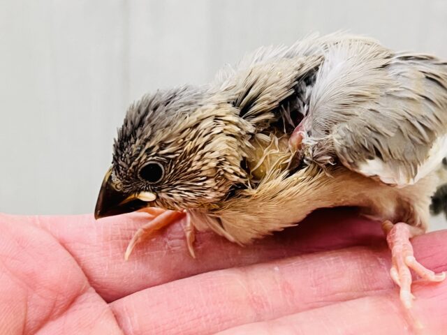 贅沢〜♡元気いっぱい!パステル文鳥の雛入舎しました! パステル文鳥
